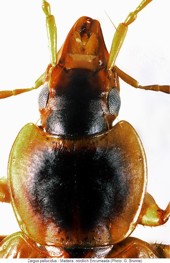 zargus_pellucidus_vk.jpg