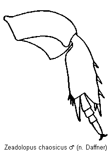 zeadolopus_chaosicus_hb.gif