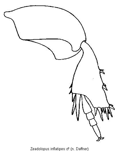 zeadolopus_inflatipes_hb.gif