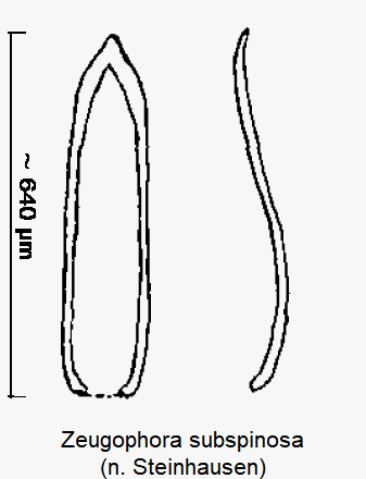 zeugophora_subspinosa.gif