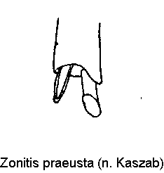 zonitis_praeusta_hschn.gif