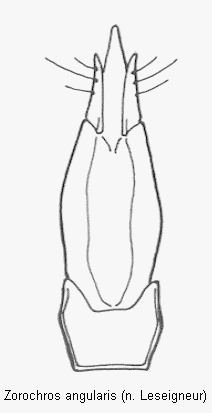 zorochros_angularis.gif
