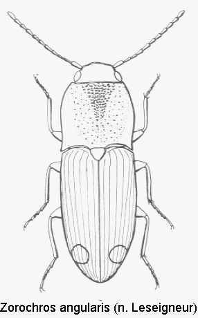 zorochros_angularis_hab.gif