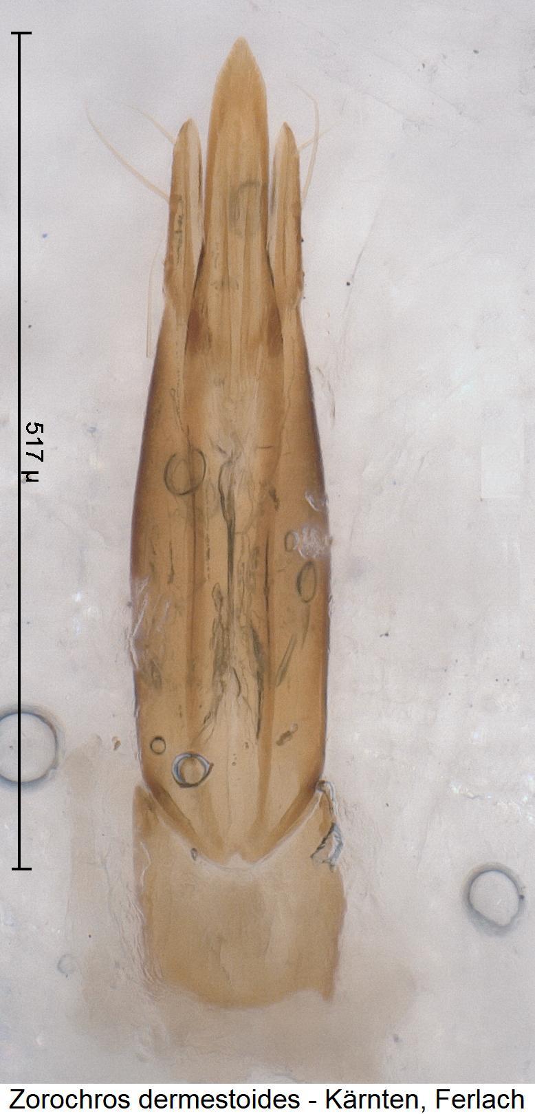 zorochros_dermestoides1.jpg