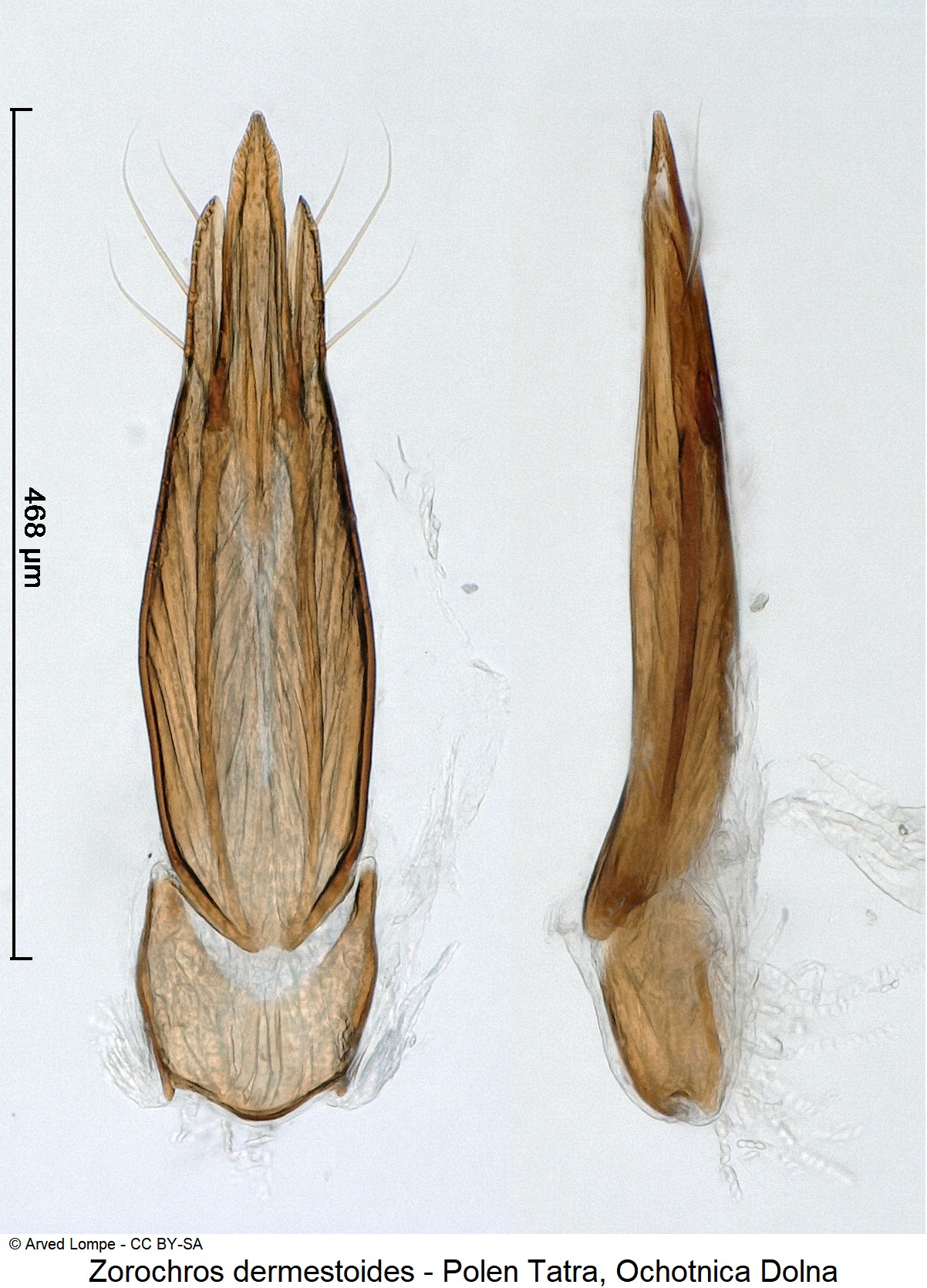 zorochros_dermestoides_ck32860341.jpg