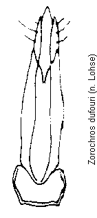 zorochros_dufouri.gif