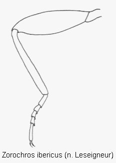 zorochros_ibericus_vb.gif