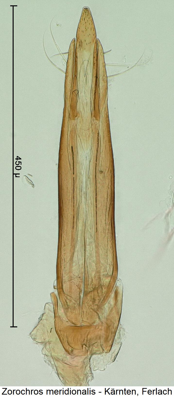 zorochros_meridionalis.jpg