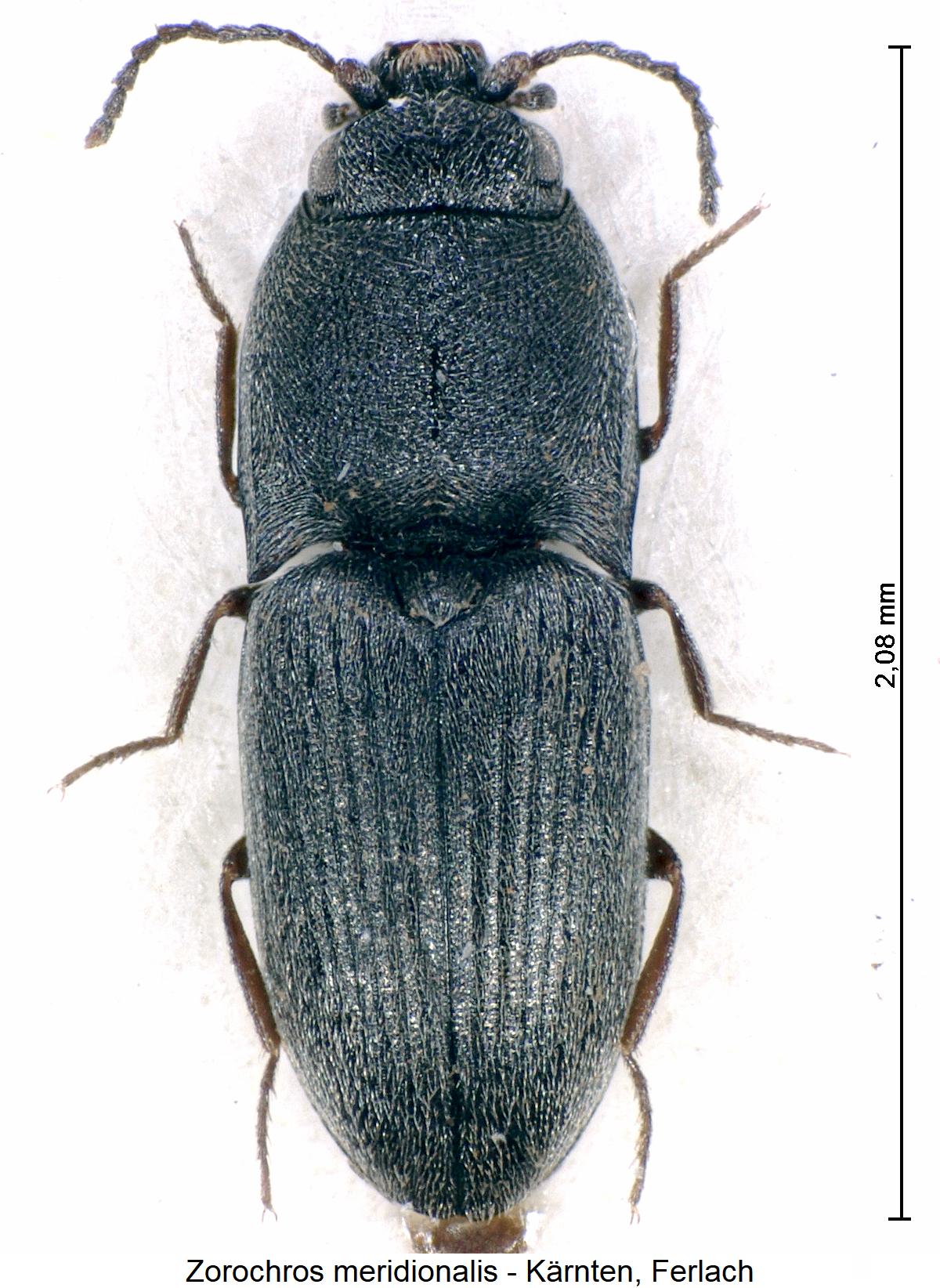 zorochros_meridionalis_hab.jpg
