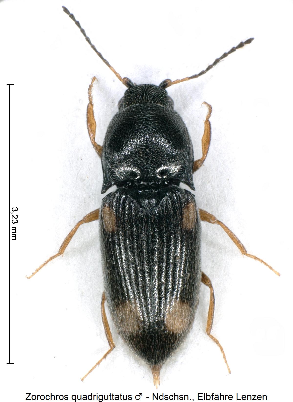 zorochros_quadriguttatus_m_hab.jpg