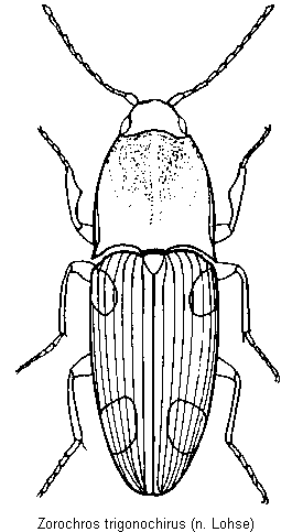 zorochros_trigonochirus_hab.gif