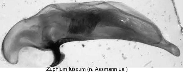 zuphium_fuscum_aed.jpg
