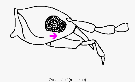 zyras_kopf.gif